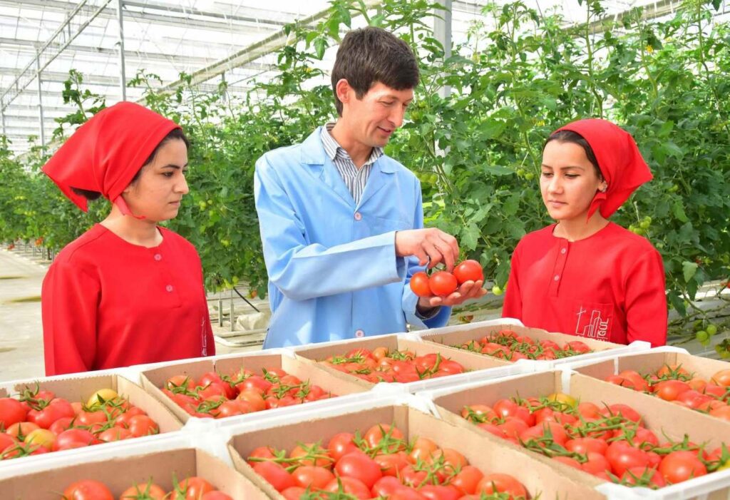 Россия одобрила ввоз томатов, выращенных тремя предприятиями Туркменистана