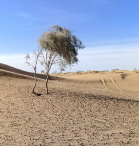 «Туранские пустыни умеренной зоны» – в числе претендентов Перечня ЮНЕСКО