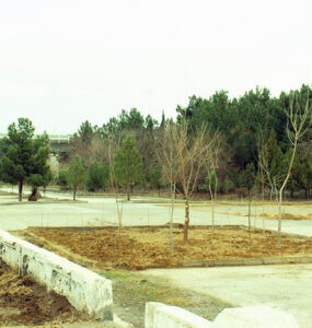 A planting campaign was held on the banks of the Karakum River in Turkmenistan
