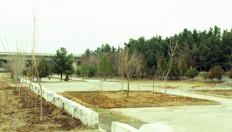 A planting campaign was held on the banks of the Karakum River in Turkmenistan