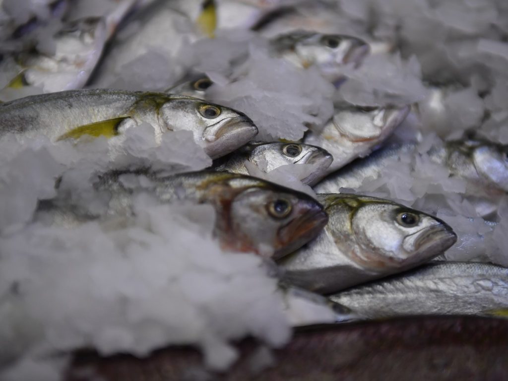 Туркменистан за 10 месяцев текущего года импортировал из Новосибирской области 19,6 тонны рыбы