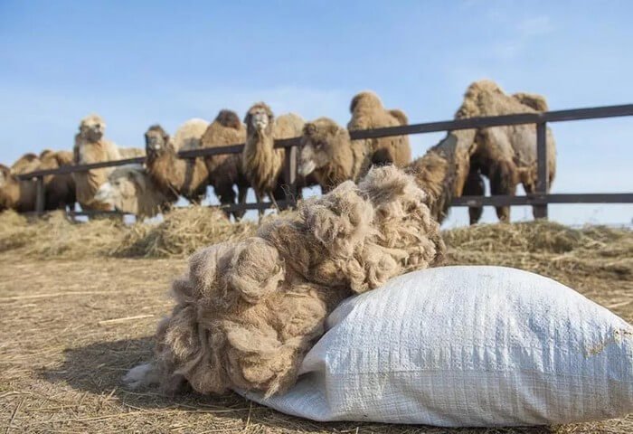 Бизнесмен из Туркменистана экспортирует изделия из верблюжьей шерсти в Европу